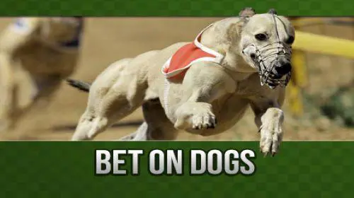 Dogs-6 - Slotpesa - Tanzania