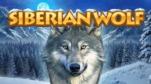 Siberian Wolf - Slotpesa - Tanzania