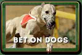 Bet on Dogs